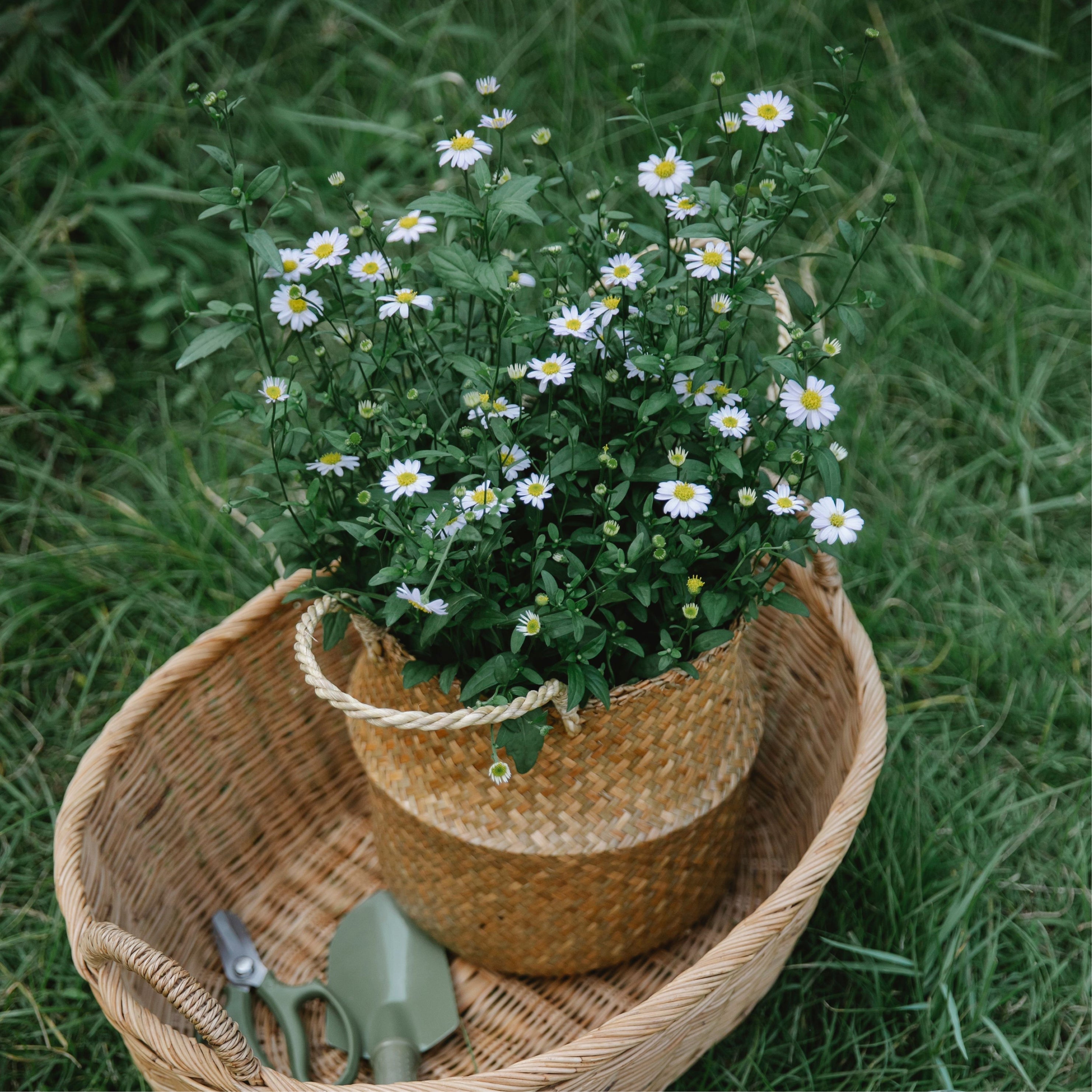 Patio, Lawn & Garden
