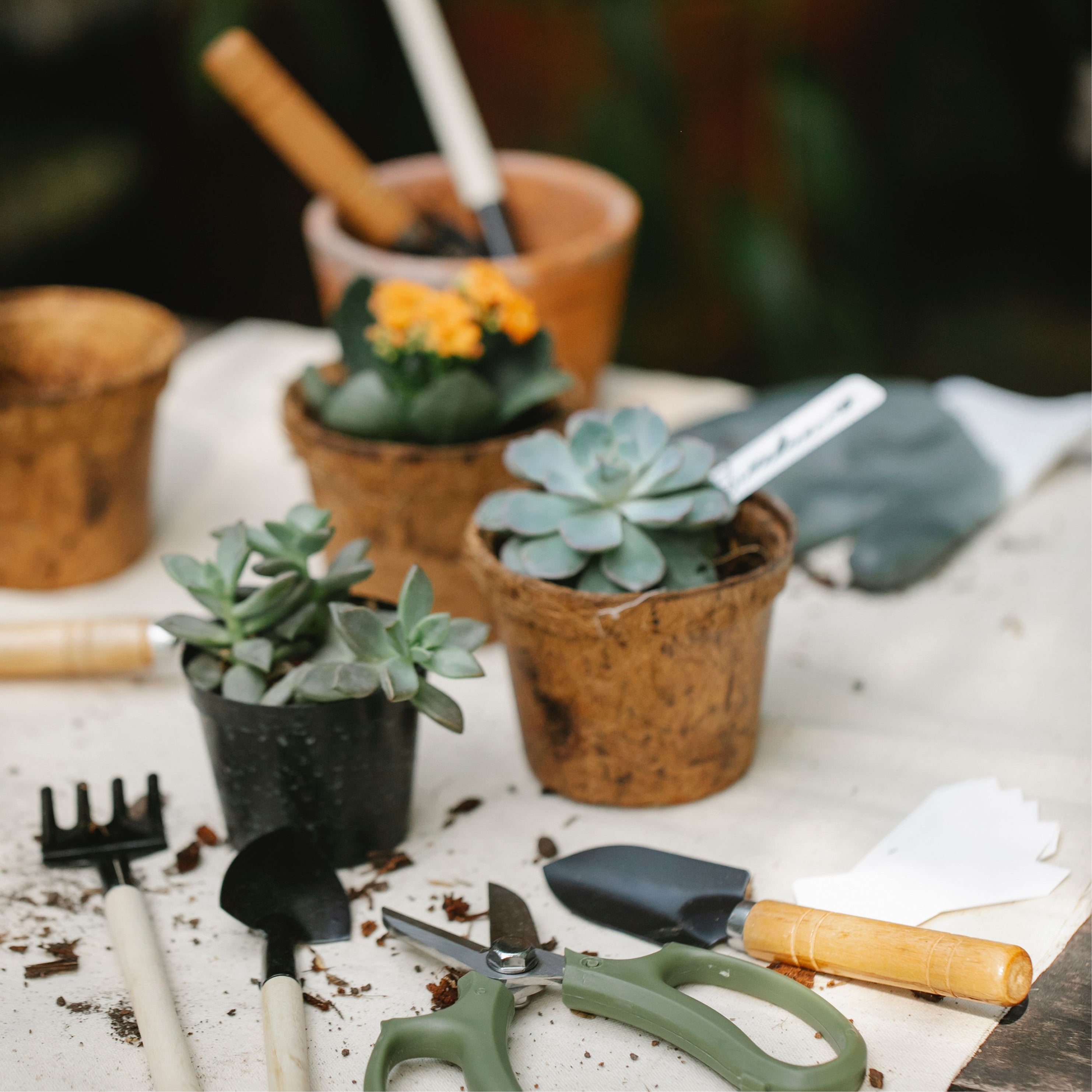 Home & Garden