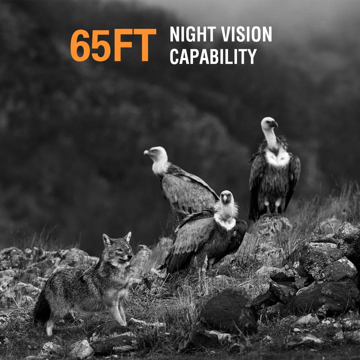 Wildsnap V3 Solar Powered Trail Camera 50MP 4K